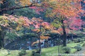西芳寺の紅葉