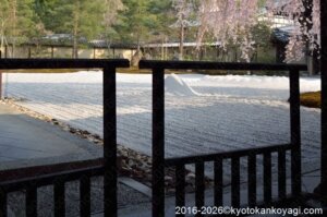 高台寺しだれ桜