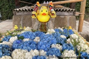 あじさいとアフロアヒル
